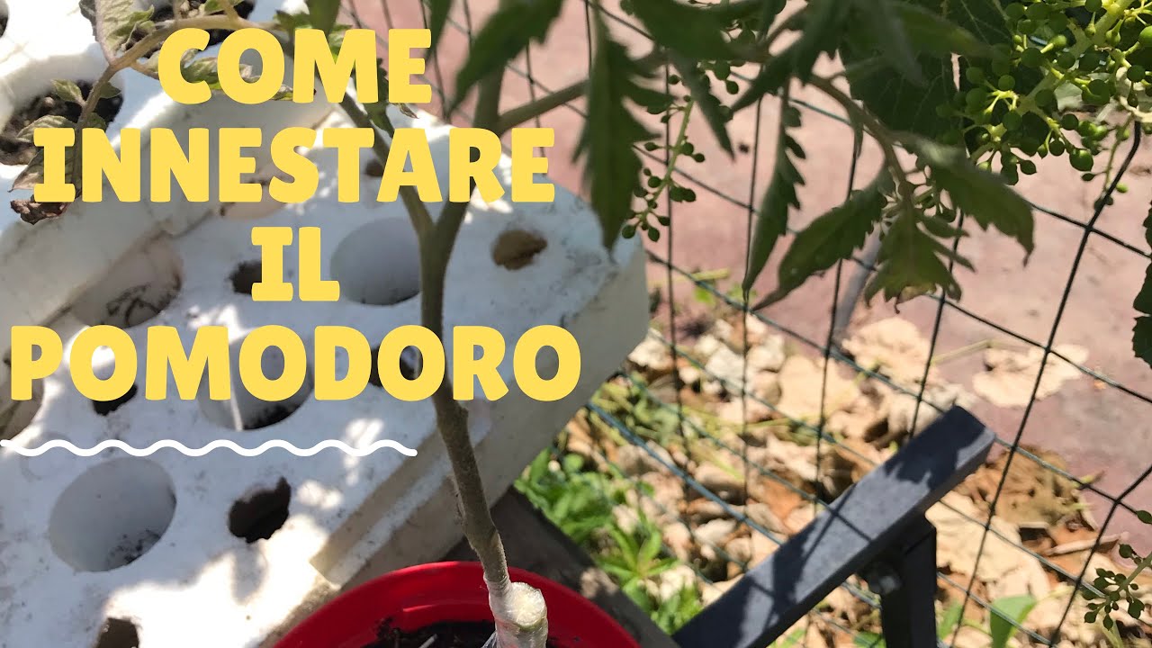 Come innestare i pomodori
