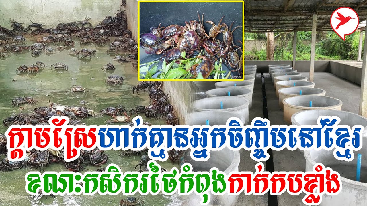 ក្ដាមស្រែហាក់គ្មានអ្នកចិញ្ចឹមនៅខ្មែរ ខណៈកសិករថៃកំពុងកាក់កបខ្លាំង | Sa Thoura