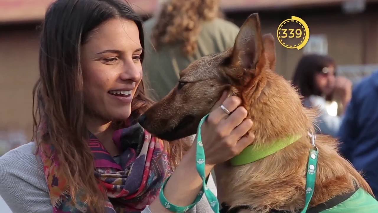 Renault TV | Primer Dog Day