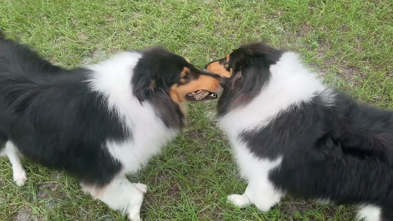 Two Sibling Collies Playing With a Stick