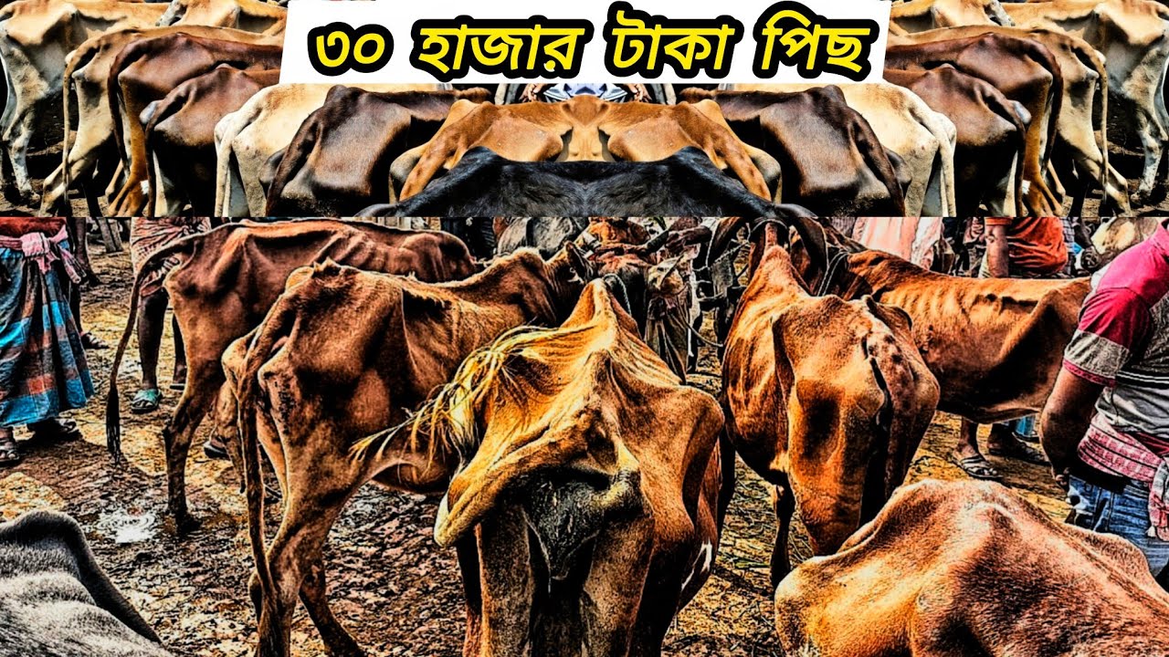 ১৮/০৮/২৫/ হাড্ডিসার গাভী গরুর কিনুন সবচেয়ে কম দামে রানিগঞ্জ গরুর হাট থেকে | haddisar gorur dam #cow