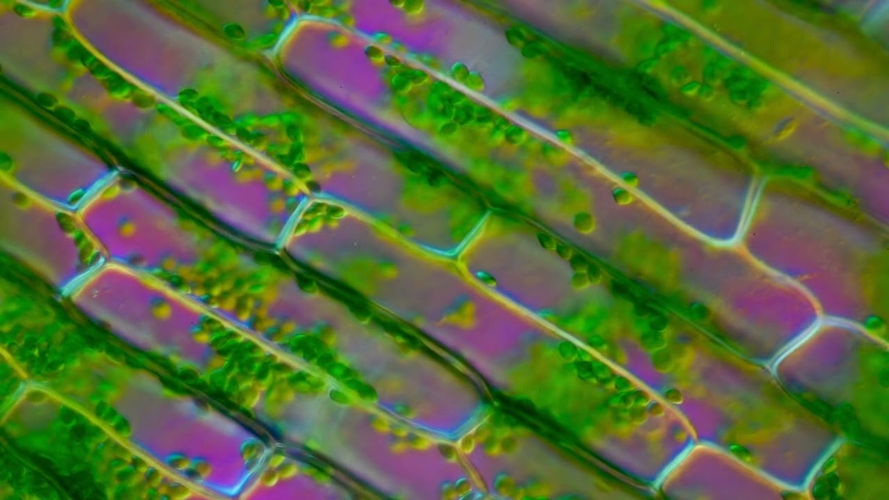 Cytoplasmic streaming in Elodea (pond plant) cells 200X DIC microscopy
