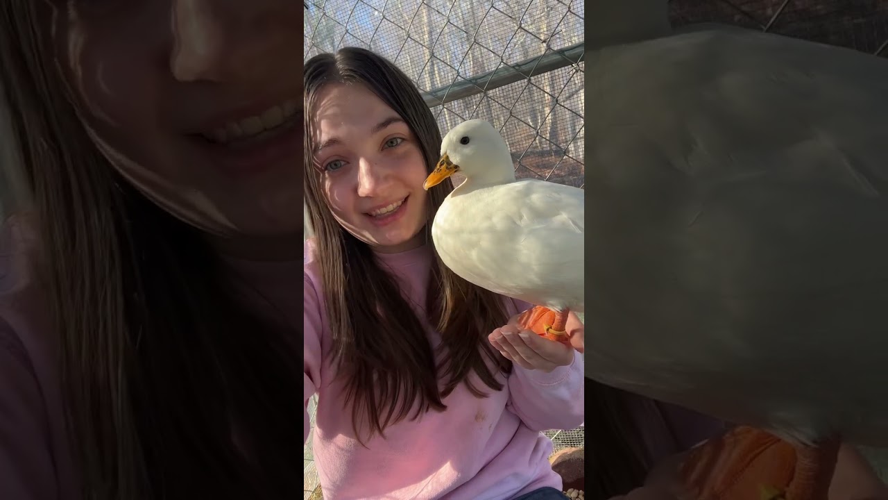 5 Reasons Heat Lamps Are NEVER Safe In A Chicken or Duck House