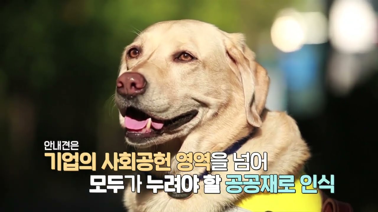 [감동주의] 안내견과 가족들의 이별과 만남의 현장