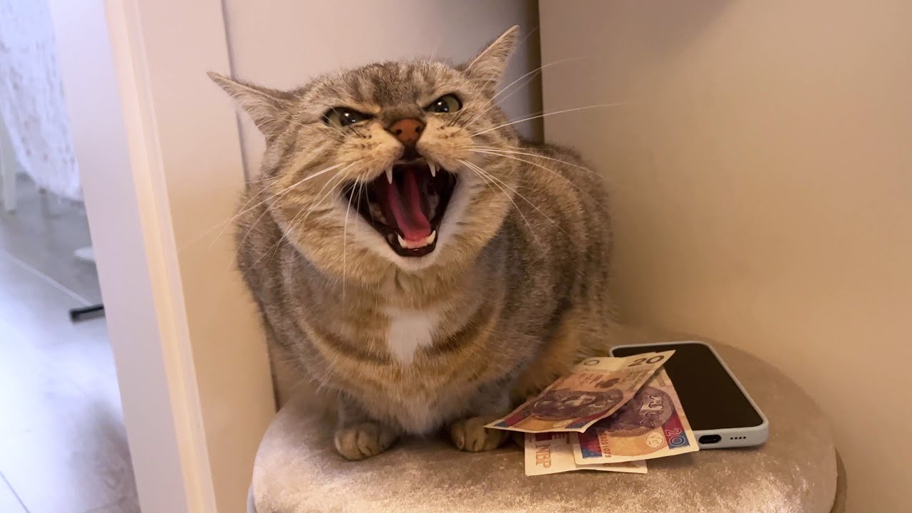No need for guard dogs when you have guard cats