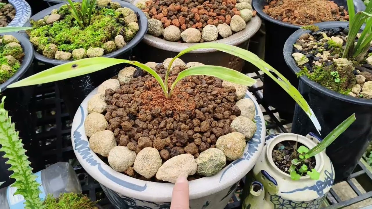 Trồng địa lan - Những điều cần biết  - 0949261918