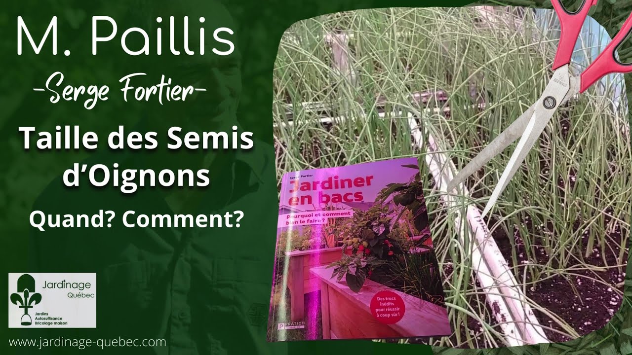QUAND ET COMMENT TAILLER LES SEMIS D'OIGNONS - SERGE FORTIER