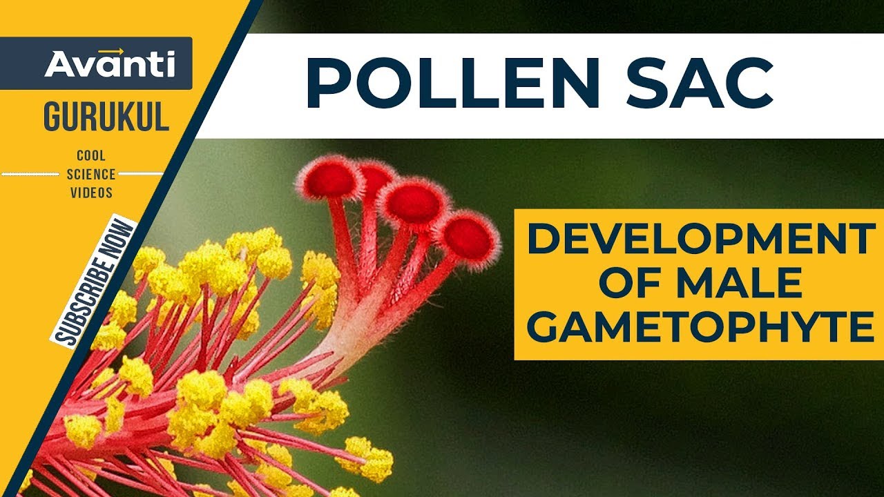 12B02 - Sexual Reproduction in Flowering Plants - Pollen sac & development of male gametophyte