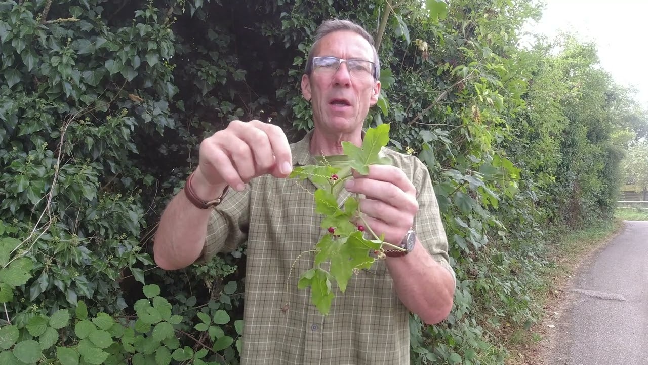 Poisonous berries that can be found in the hedgerow