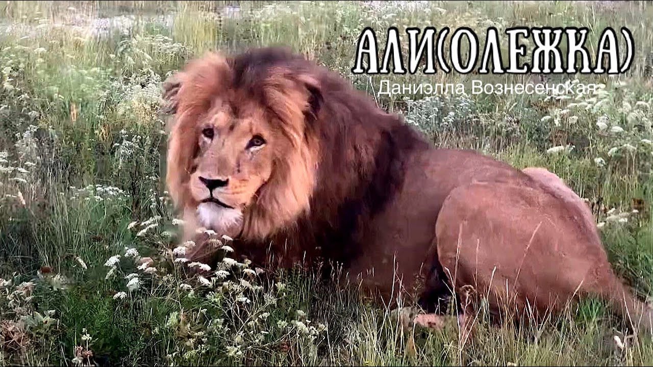 ❤️Лев АЛИ (Олежка) сказал 