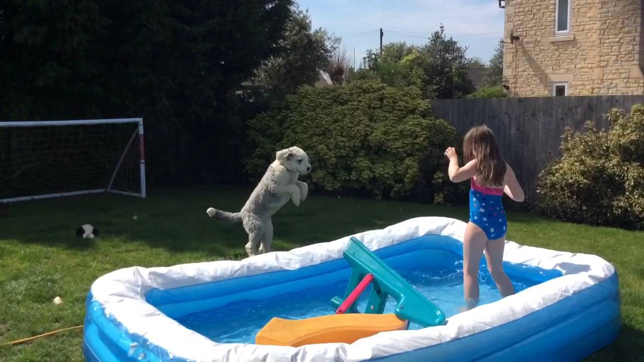 puppy pool time!!🐩