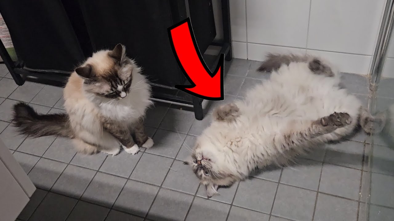 Neva Masquerade vs Ragdoll Cat | Play Fighting Between Fluffy Cats