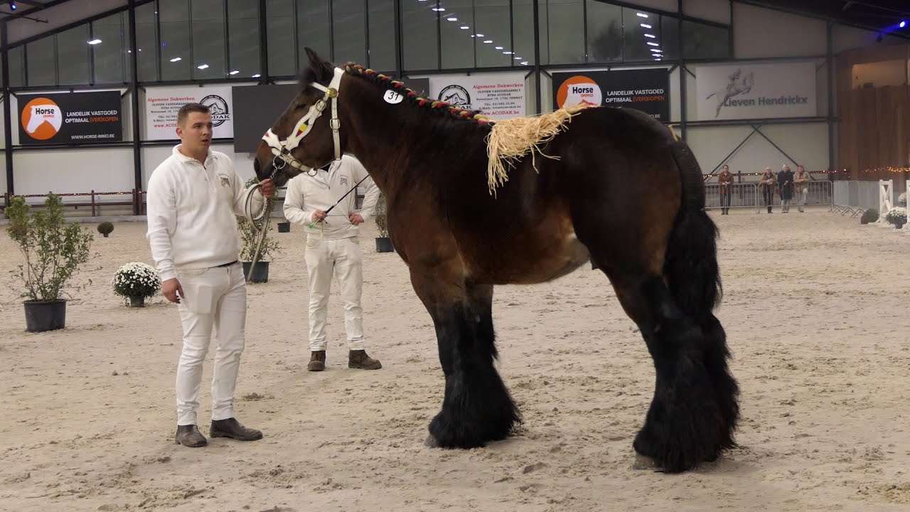 Belgian Draft horses : inspection of stallions of 3 years old