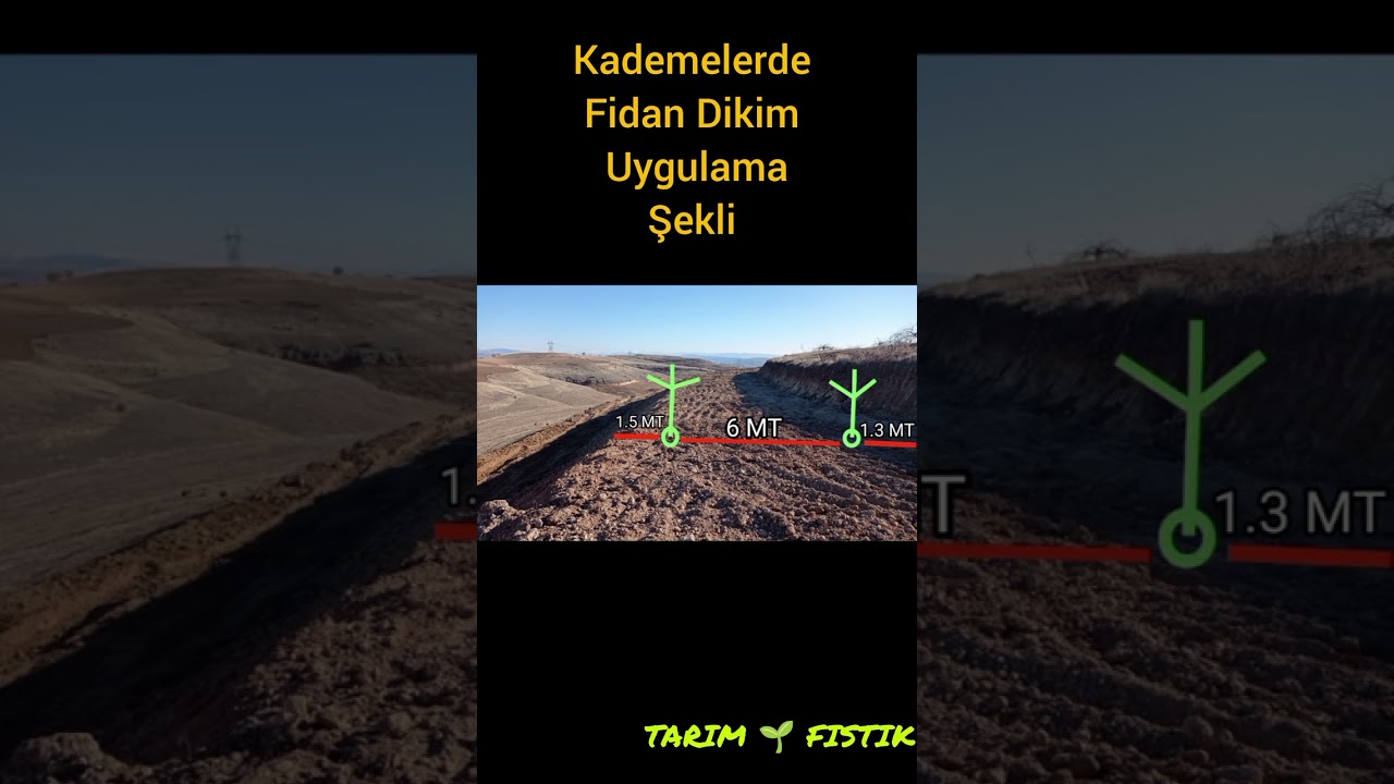 Siirt fıstığı fidanı yeni bahçe tesisi #Pistachio