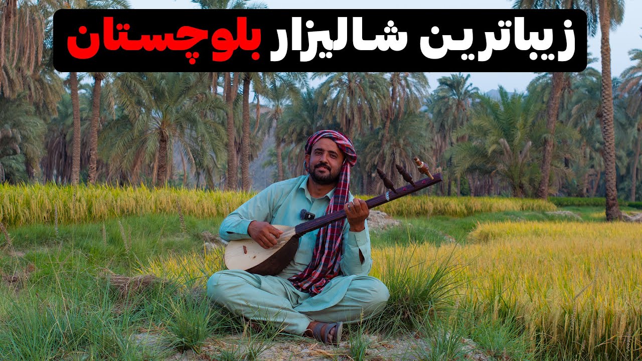 Baluchistan Iran - برداشت برنج با ساز و آواز بلوچی