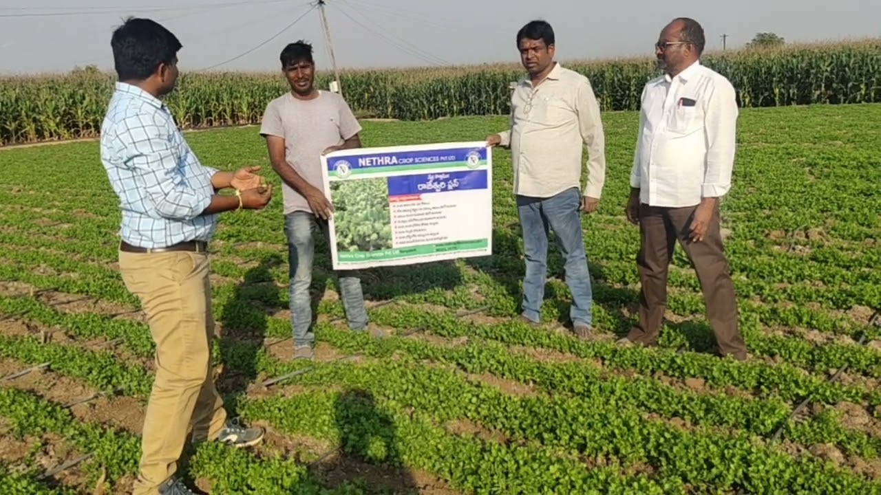 Nethra Seeds Coriander “Rajeshwari Plus”