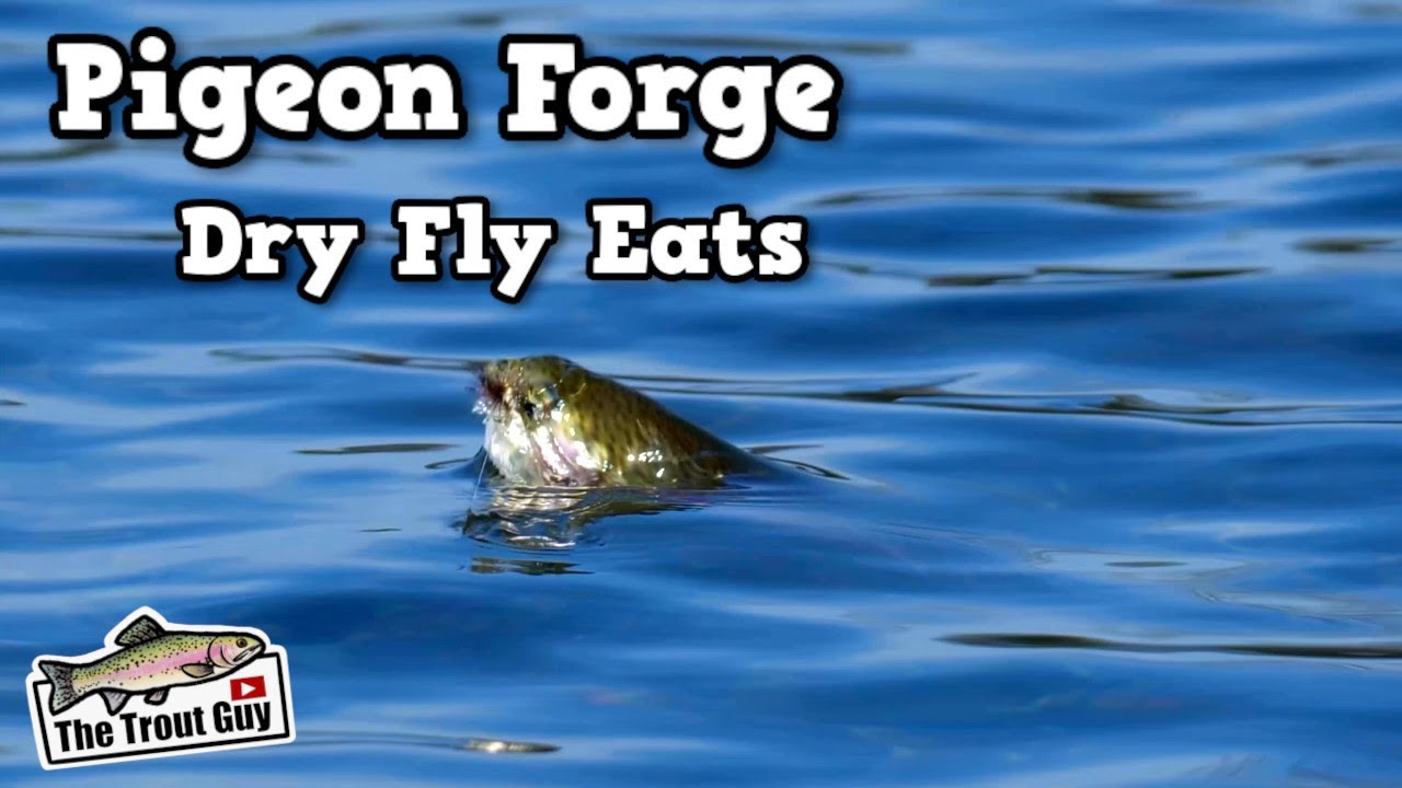 Close Up Dry Fly Takes | Pigeon Forge Trout Fishing