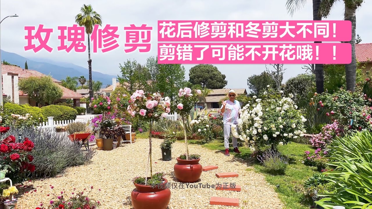 玫瑰修剪，居然很多人把花后修剪和冬剪搞混（园艺篇233）