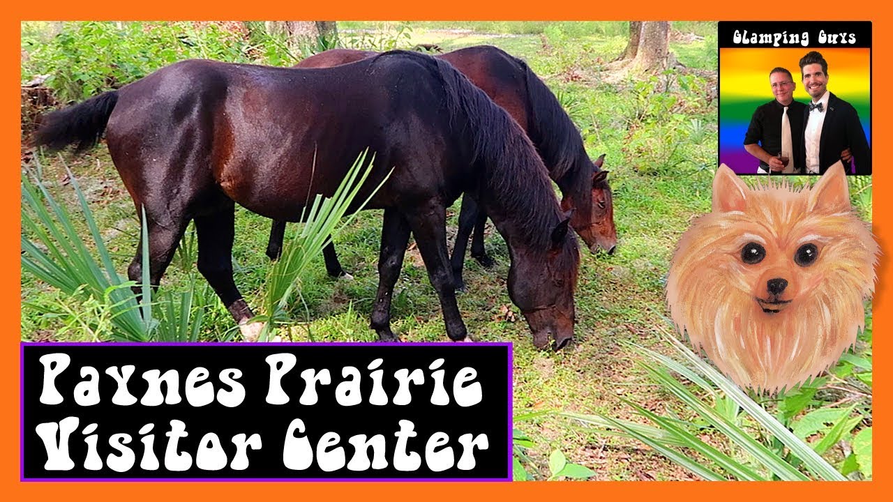 Paynes Prairie Preserve State Park - Visitor Center Tour & Review - Top Best Florida State Parks