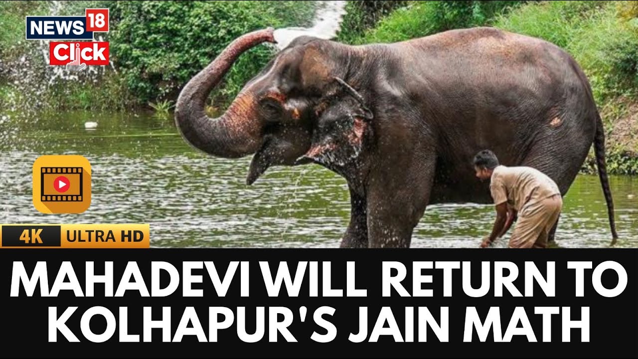 Vantara To Set Up Satellite Rehabilitation Centre For Elephant Madhuri In Kolhapur | 4K | N18V