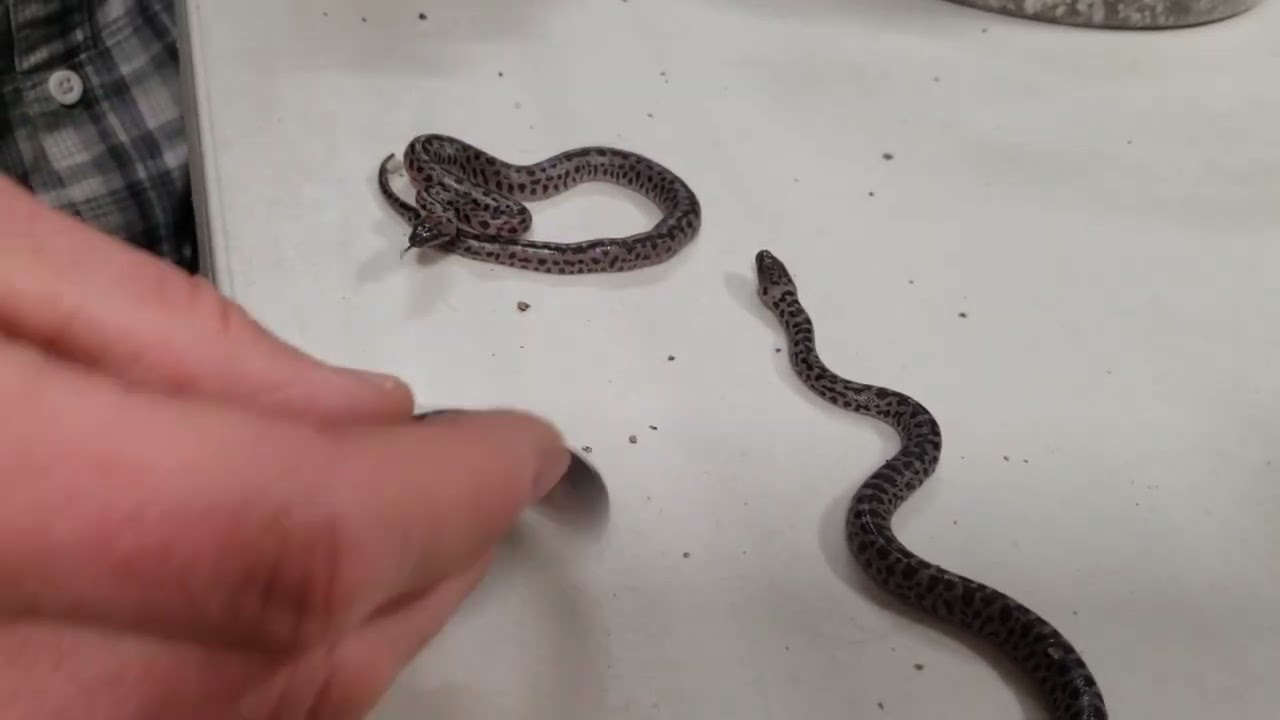 Spotted pythons AND??????