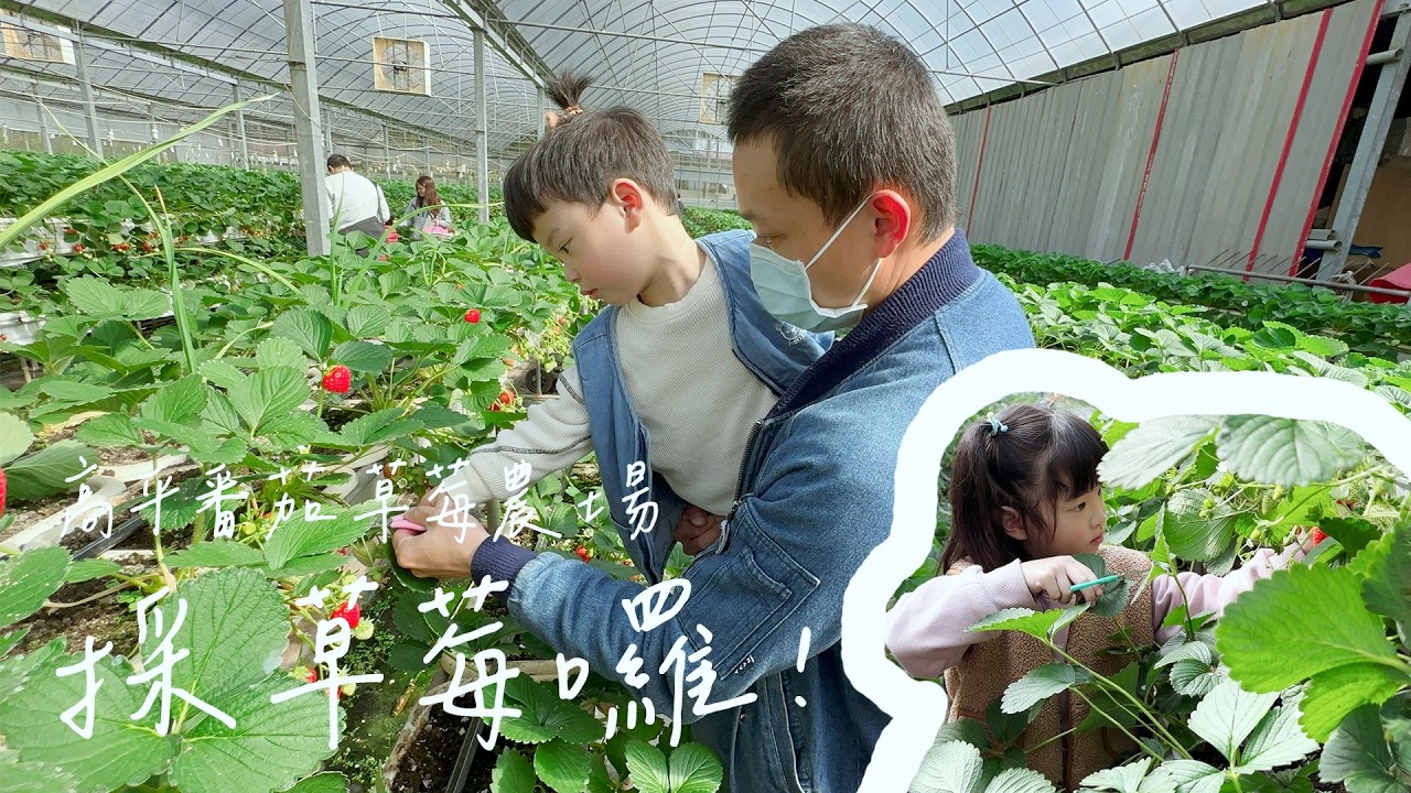 [新竹關西]高平蕃茄草莓觀光農場 二訪！上次我們只採到小番茄 這次採到草莓啦🍓