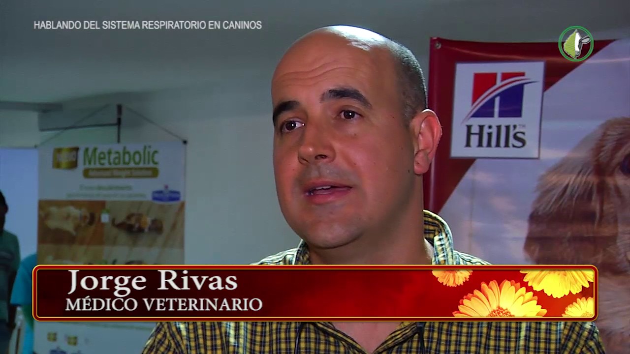 Problemas respiratorios en perros