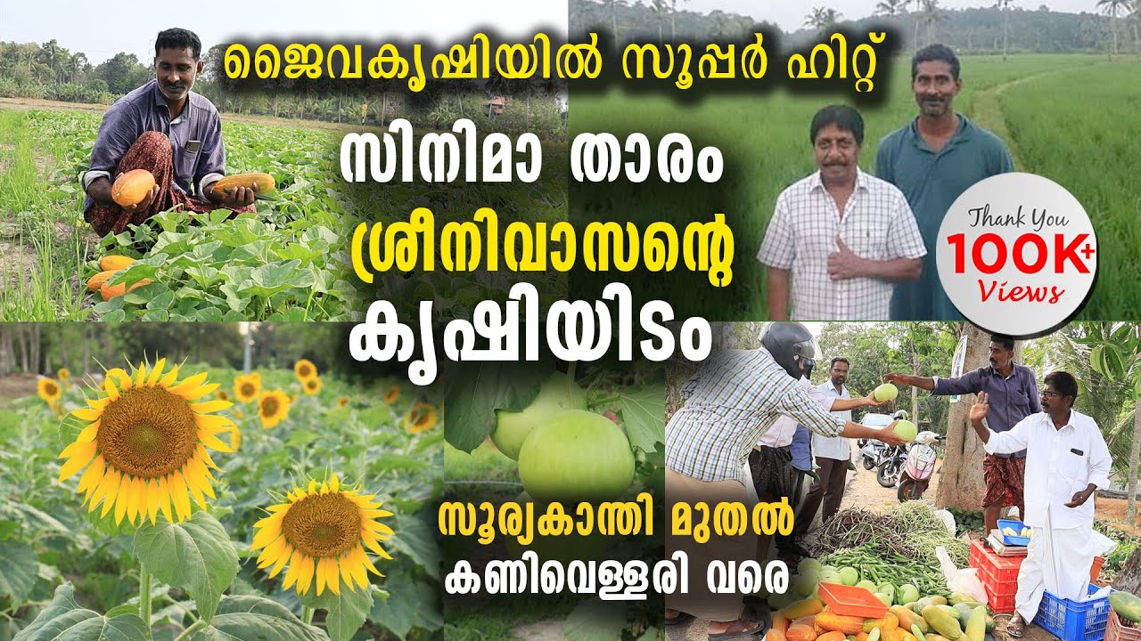 സിനിമാ താരം ശ്രീനിവാസന്റെ കൃഷിയിടം | ജൈവകൃഷിയിൽ സൂപ്പർ ഹിറ്റ് | സൂര്യകാന്തി മുതൽ കണിവെള്ളരി വരെ