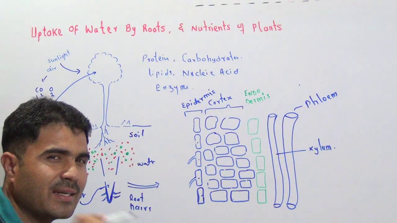 Nutrition in plants and pathways of water uptake in plants