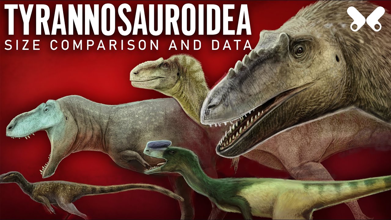 TYRANNOSAUROIDEA. Dinosaur Size comparison. Tyrannosaur family