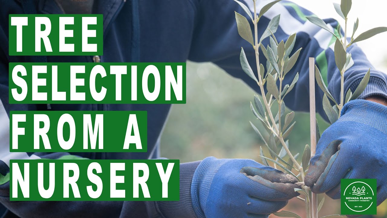 Tree Selection From a Nursery