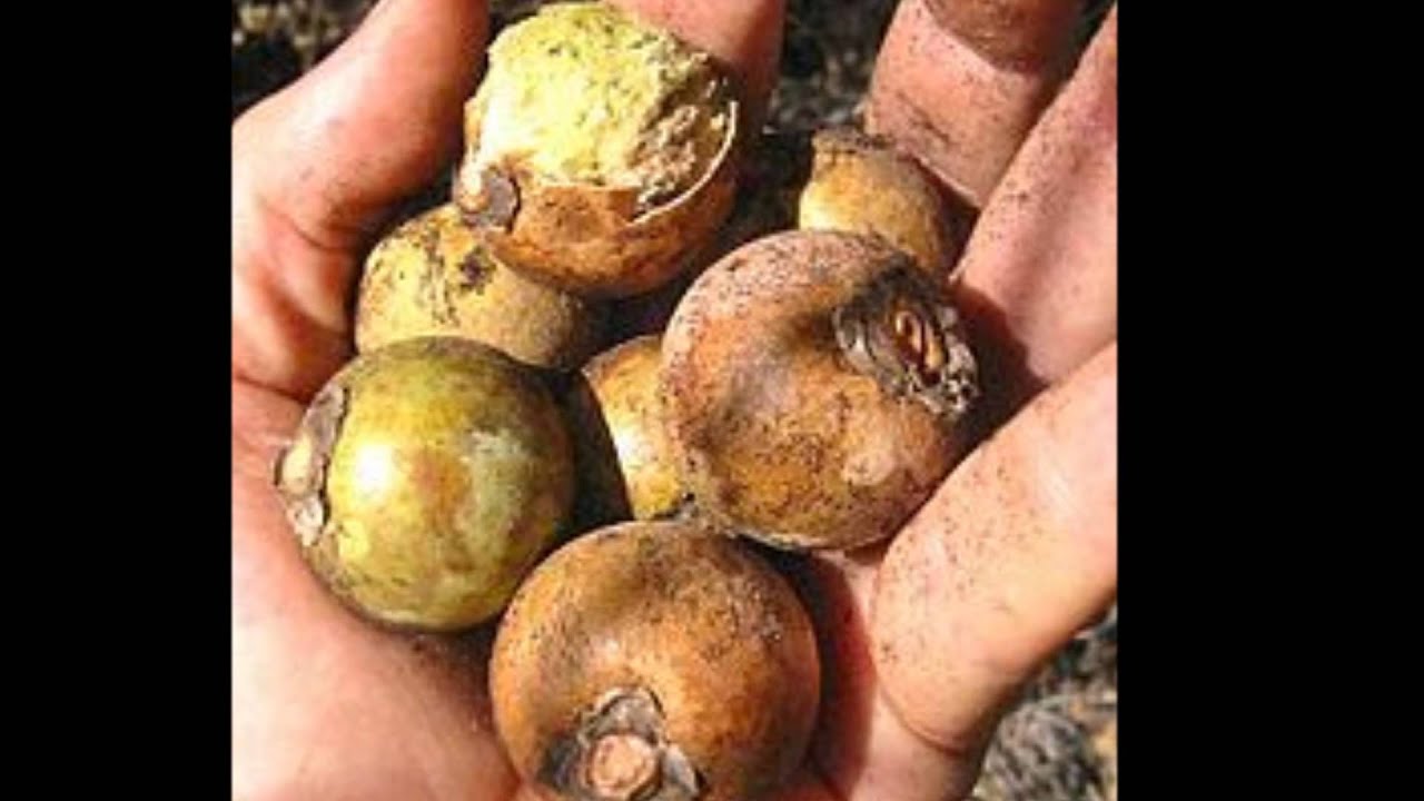 El Tota&iacute;, planta ic&oacute;nica del oriente boliviano