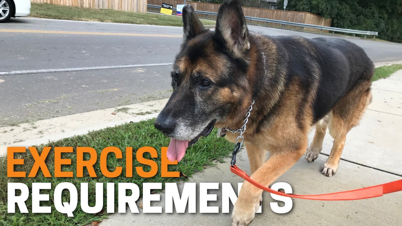 How much Exercise does a German Shepherd Really NEEDS?