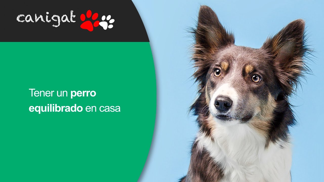 Tener un perro equilibrado en casa 🐶