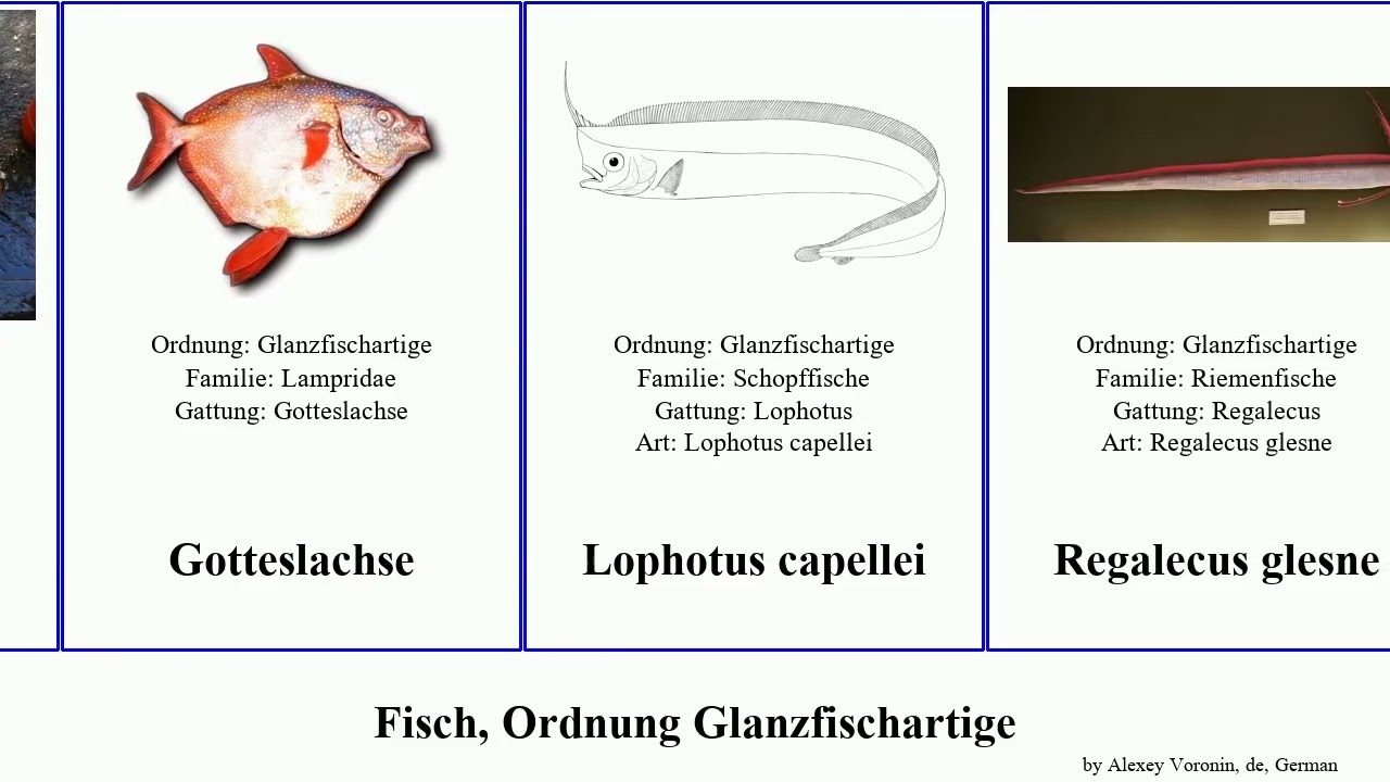 Fisch, Ordnung Glanzfischartige fish elegans cristatus Trachipterus capellei jacksonensis First