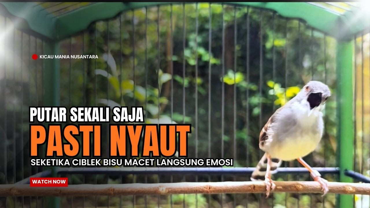 suara burung CIBLEK GACOR NGEBREN Pancingan Ciblek Semi bahan jadikan ciblek kristal gacor Tarung