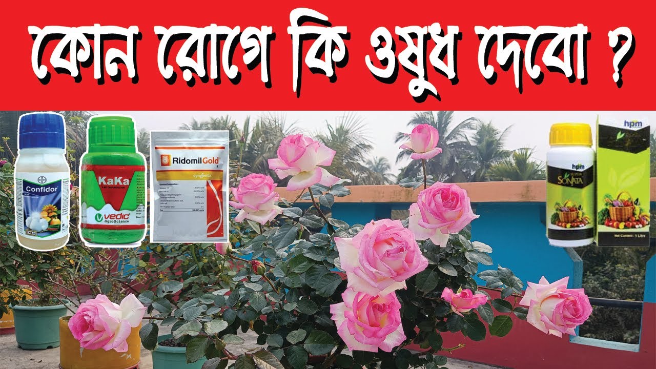 গোলাপ গাছে কোন রোগে কি ওষুধ দেবেন? Rose plant care | Bagan bari bapan