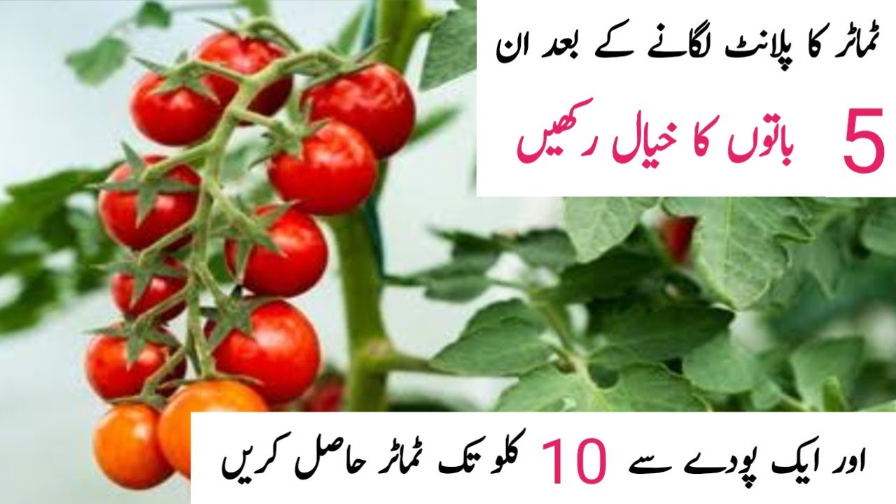 5 Tips For Tomato Plant || Tomato Plant lagane ke Bad in 5 Baton ka khiyal Rkhen .