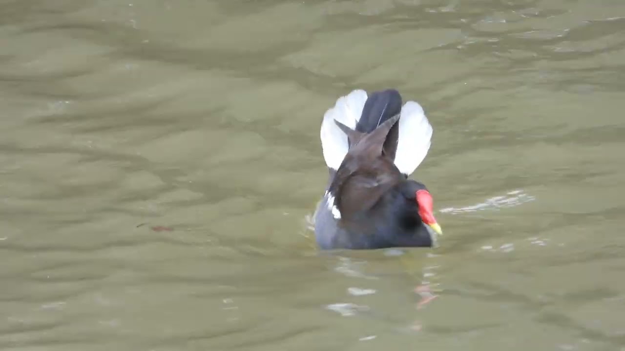 Eurasian Common Moorhen (Gallinula chloropus) displaying / scrapping, Stover CP, Devon.