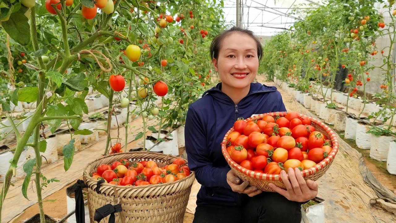 Harvesting Tomato Garden goes to the market sell | Ly Thi Tam