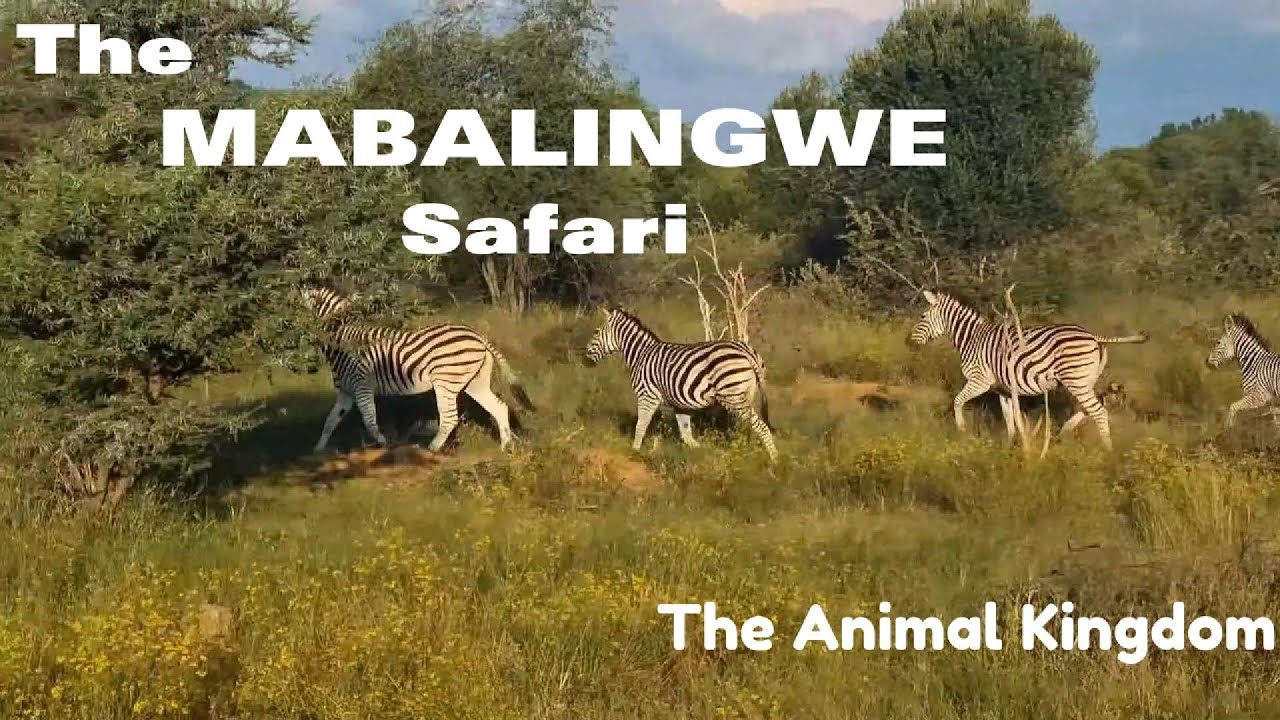 Overlanding Mabalingwe, the animal kingdom in Jeep WK2