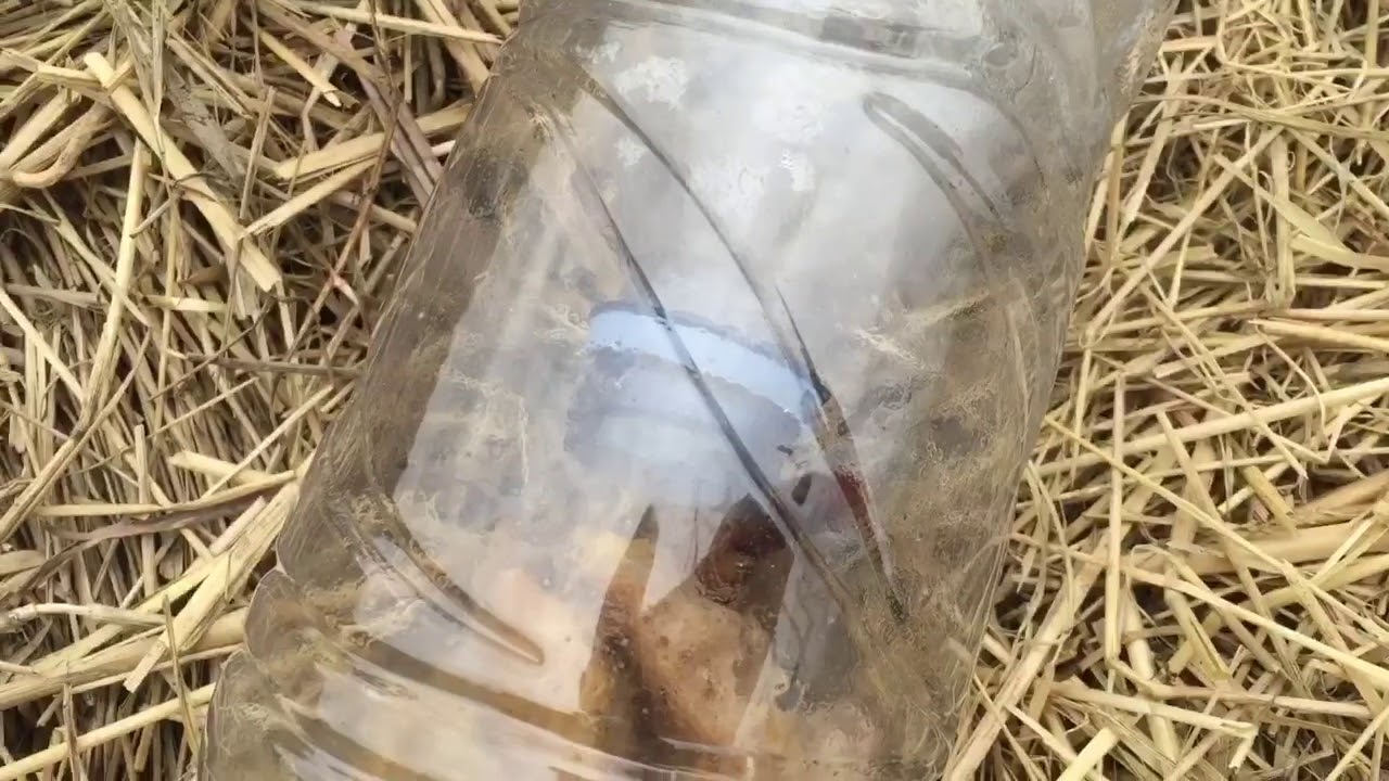 Piège à limace ou à frelon 😳