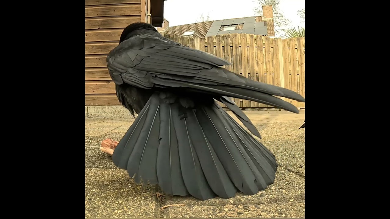 Хвост веером 😊👌 #crow #ворона #птицы #животные