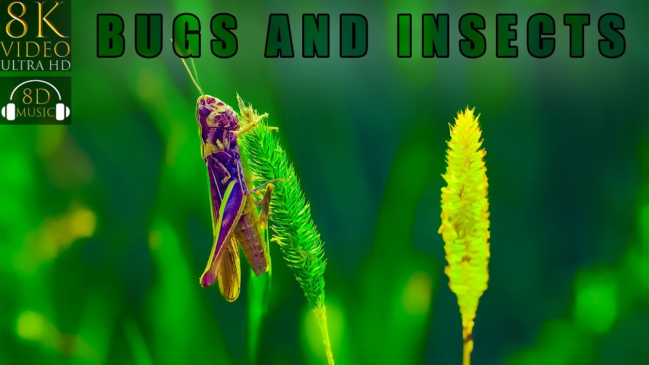 BUGS and INSECTS in 8K VIDEO ULTRA HD with 8D Relaxing Guitar Music | 8K Visual 8D Audio