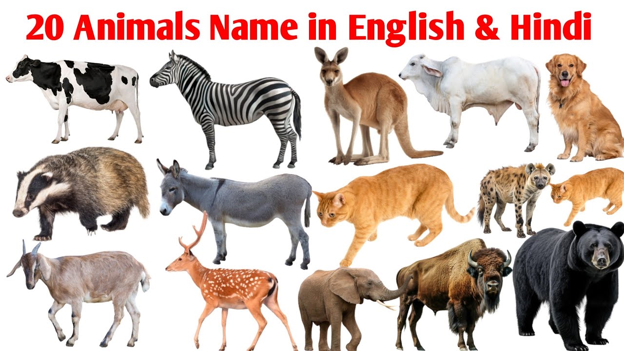 20 जानवर के नाम सीखे बच्चों के लिए | Learn 20 Animals Name in English And Hindi | Rakesh Study Class