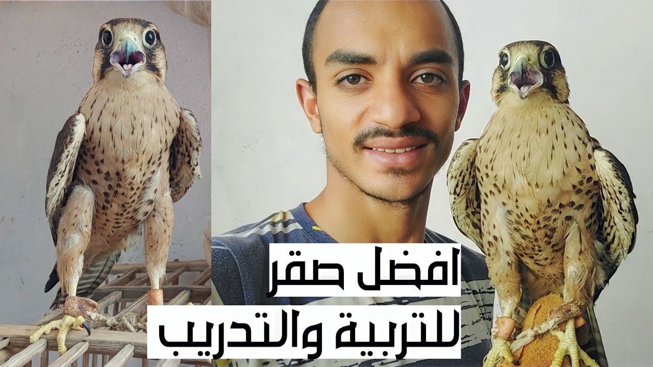 اشتريت صقر وكرى 🦅 افضل صقر للتربية والتدريب للمبتدئين 🦅👍وهاقوللكم بكام ومنين وازاى تربوه