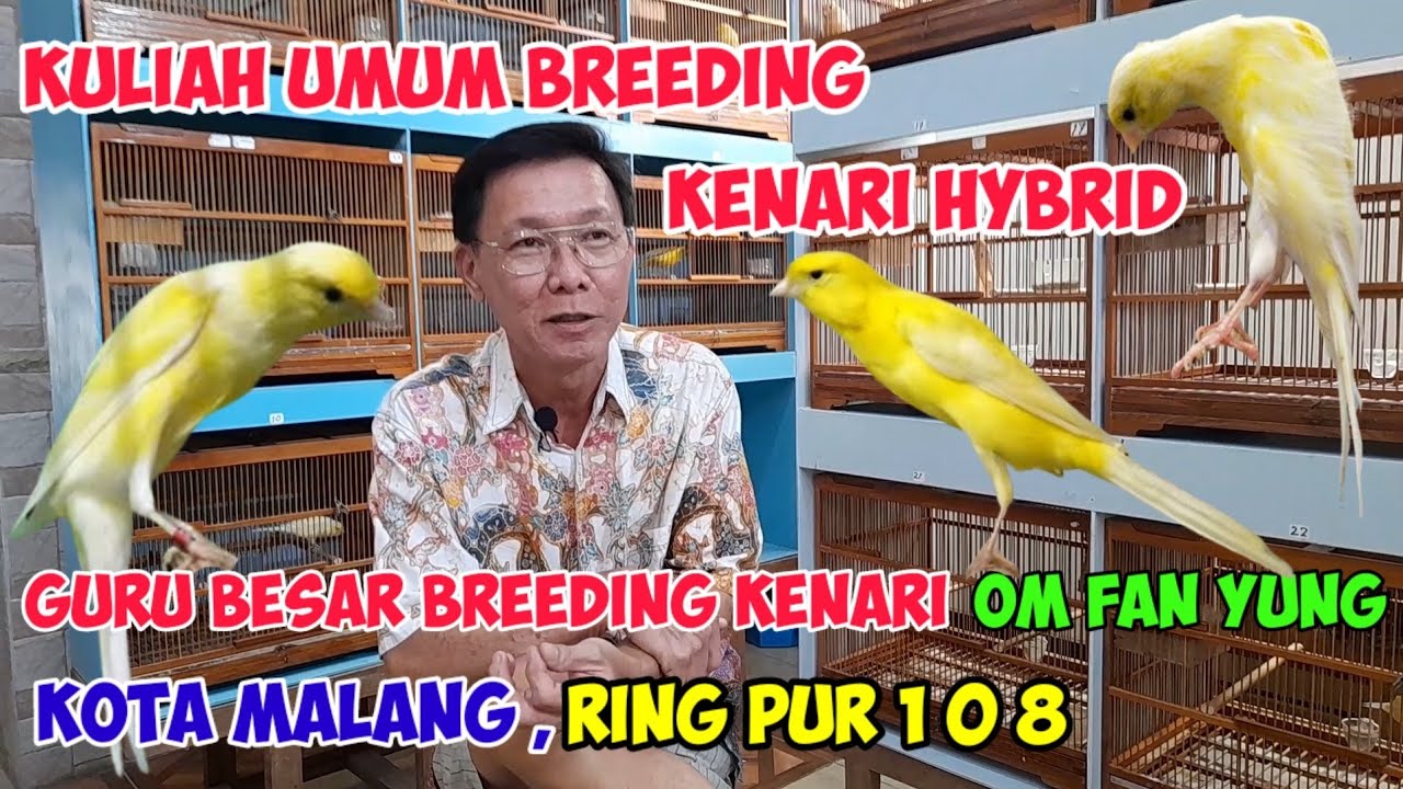 KULIAH UMUM ❗️ Breeding Kenari OM Fan Yung #kenari #kenarigacor #kenariyorkshire