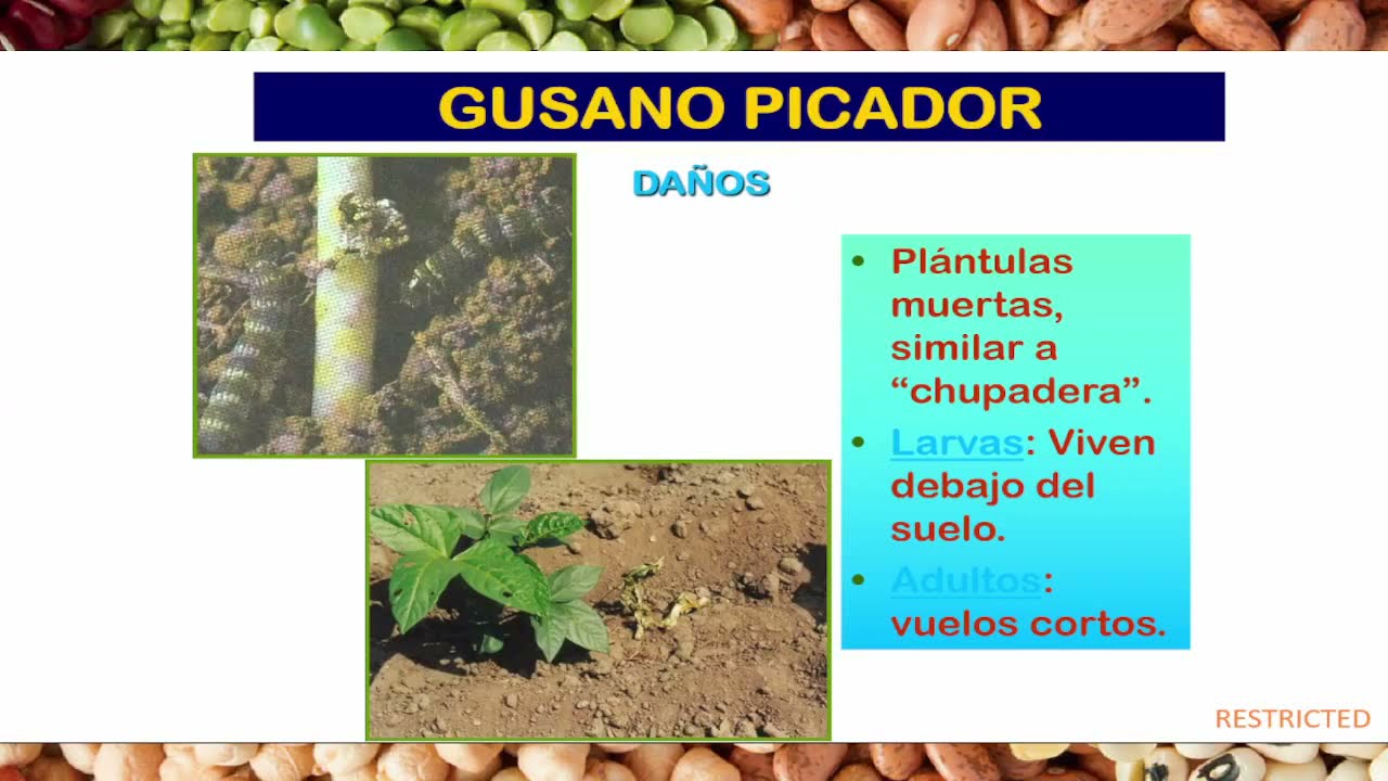Leguminosas de grano  Estrategias de Manejo integrado | Agro Bayer Perú