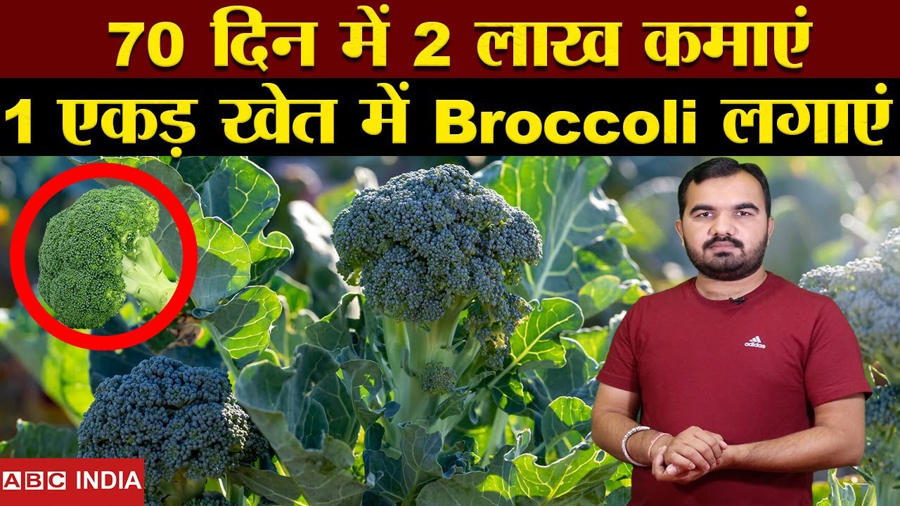 2 लाख 1 एकड़ से कमाए | Broccoli farming in India | Broccoli ki kheti | Best earning farming #farming