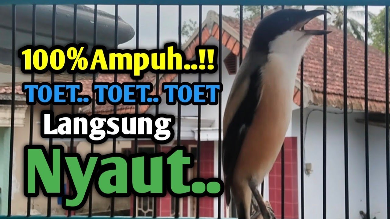 PANCINGAN CENDET GACOR 100%AMPUH.TOET TOET LANGSUNG NYAUT. 